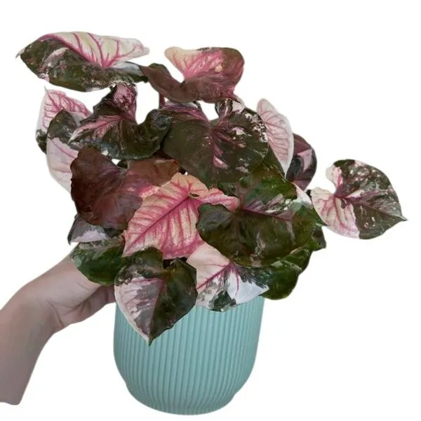 Syngonium Strawberry Ice