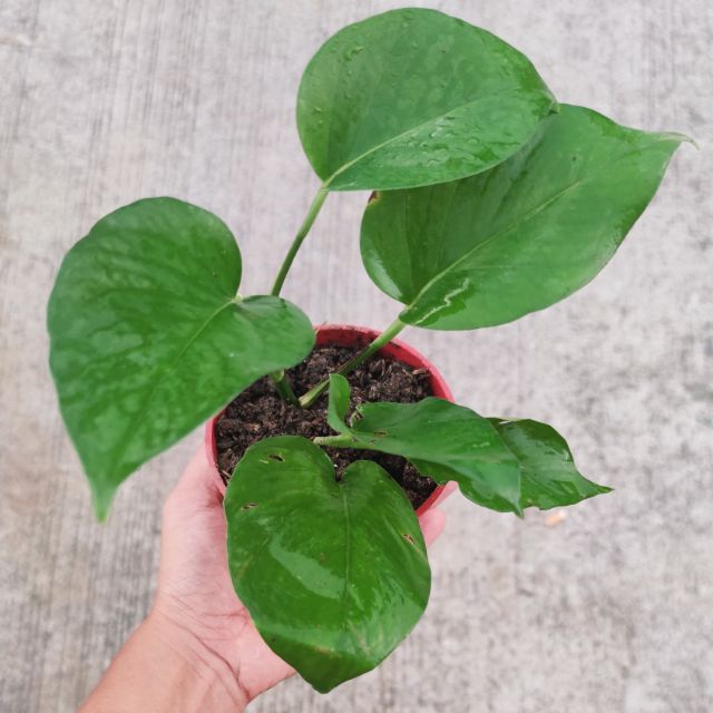 Epipremnum Aureum Jade / Jade pothos - Image 3