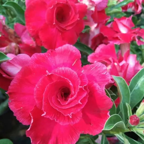 Adenium Plant - 7