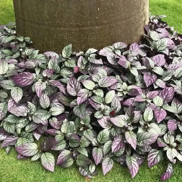 Hemigraphis Colorata