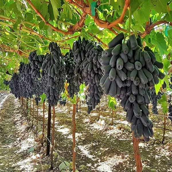 Black Seedless Gapes