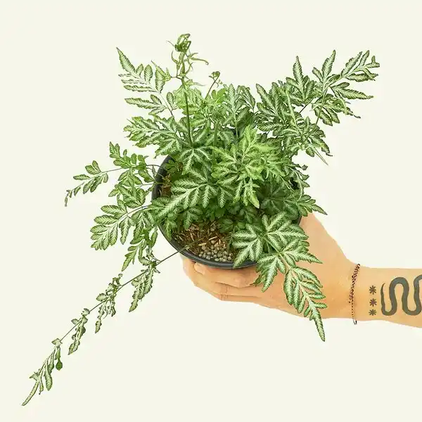 Pteris Ensiformis ‘Evergemiensis’ (Silver Lace Fern)