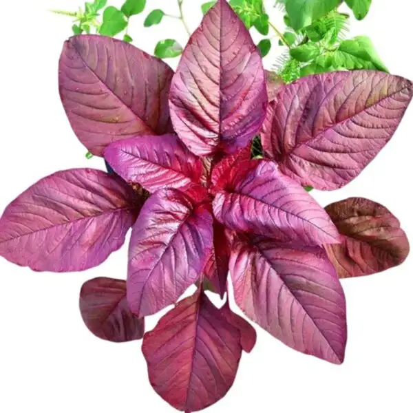 Red Amaranthus