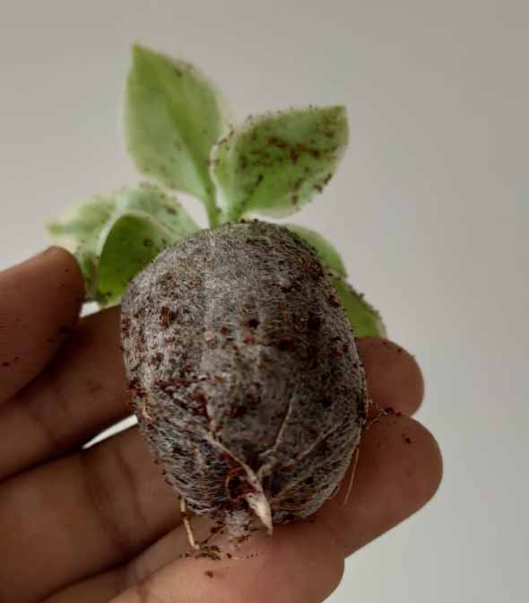 Baby Sunrose 'Variegated'(Heart leaf ice plant) - Image 7