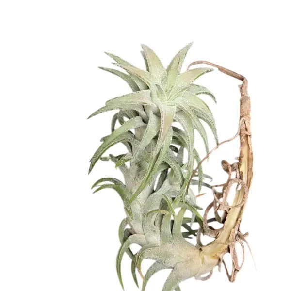 Tillandsia Vanhyngii