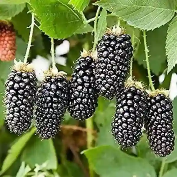 Blackberry Fruit plant