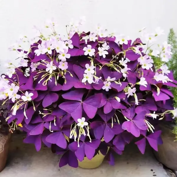 Oxalis Triangularis