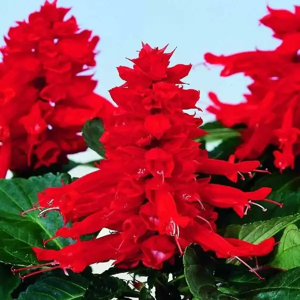 salvia plant
