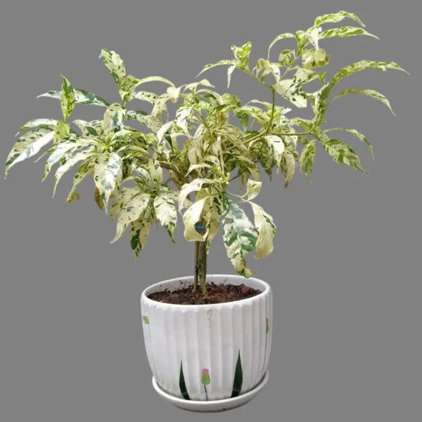 Pinwheel Jasmine Variegated