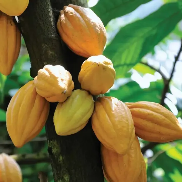 Cocoa Fruit