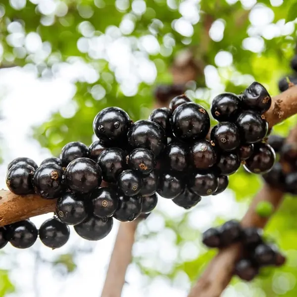 Jabuticaba