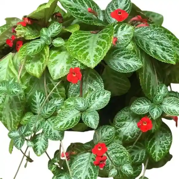 Episcia Cupreata 'Frosty' - Red Flower