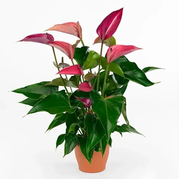 Anthurium Dynamite Purple