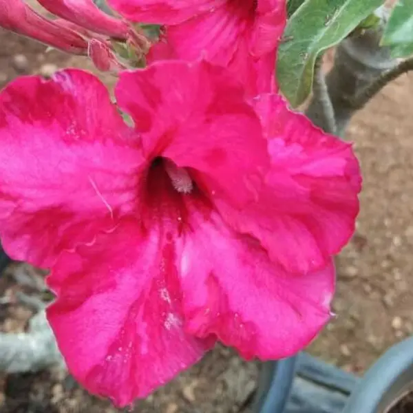 Adenium Plant - 75