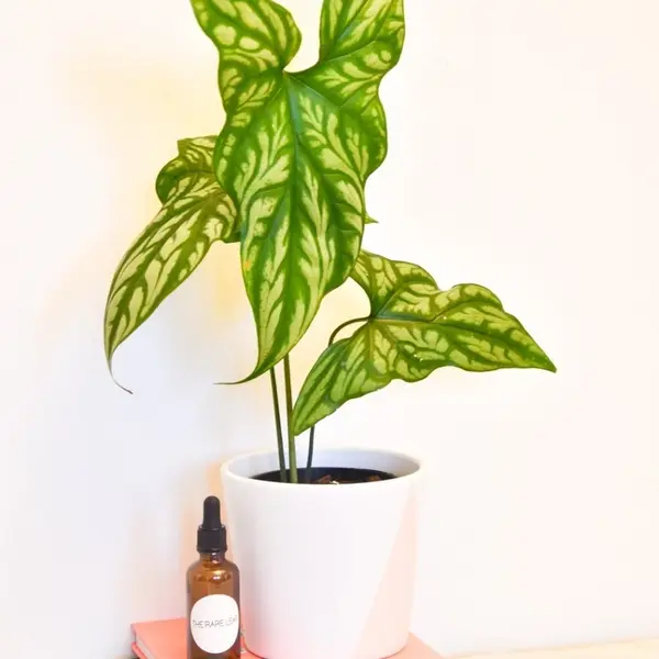 Cercestis Mirabilis - Rare