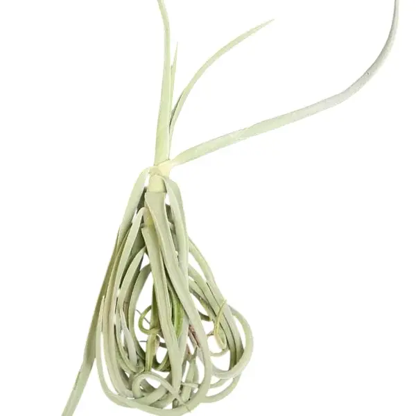 Tillandsia Duratii