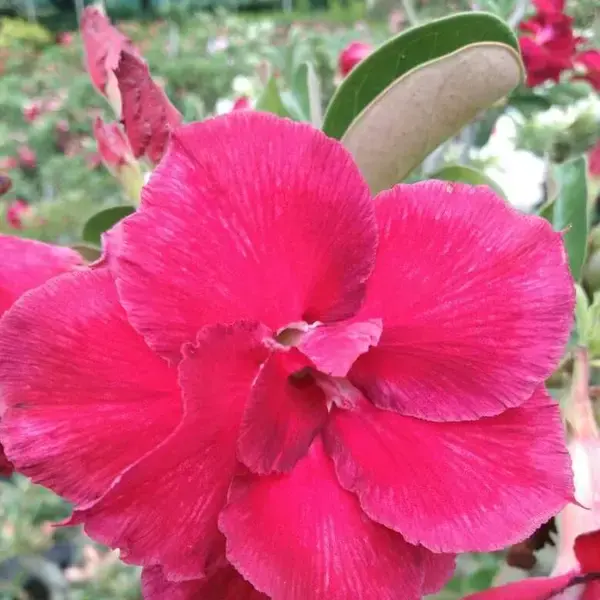 Adenium Plant - 77