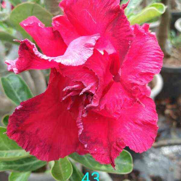 Adenium plant 43