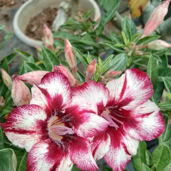 Adenium Plant - 78