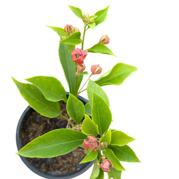 Bougainvillea Pink Tanglong