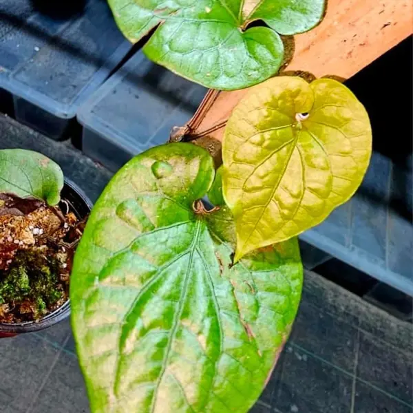 Piper Metallic Green