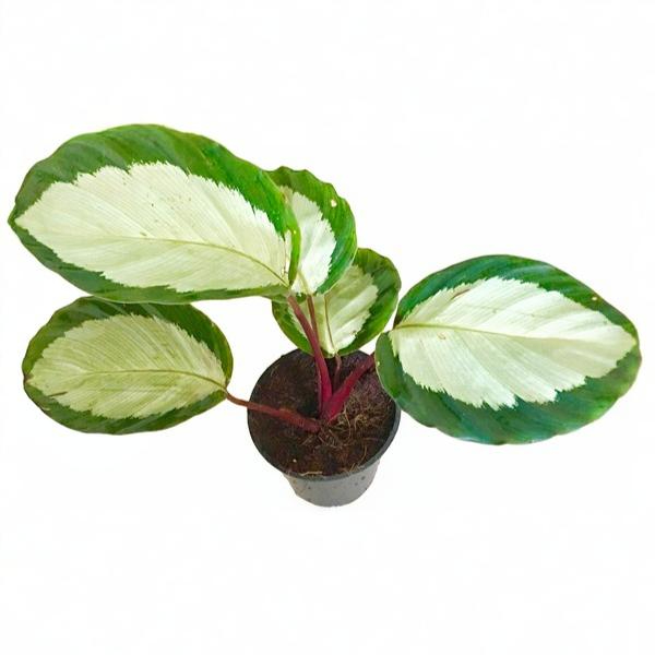 Calathea Roseopicta 'Corona'