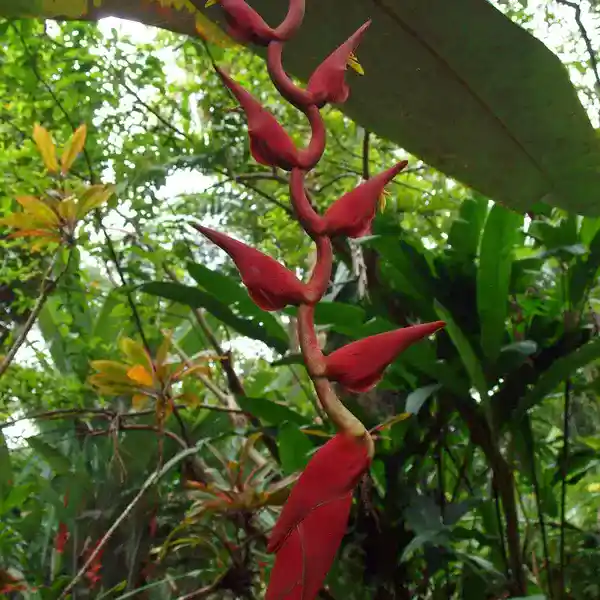 Heliconia Curtispatha