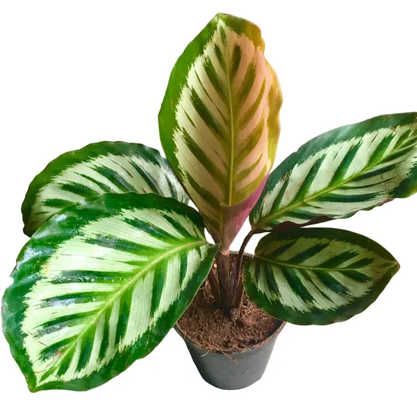 Calathea “Roseopicta Cora”