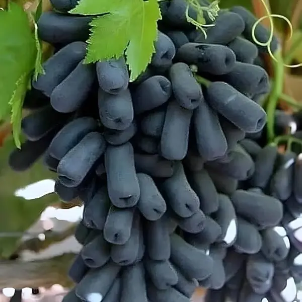 Black Seedless Gapes