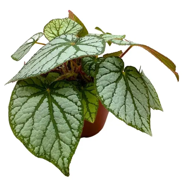 Begonia sp. U400