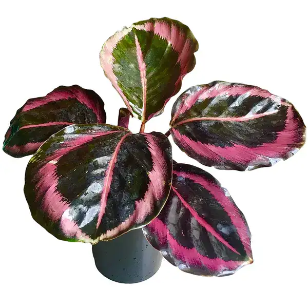 Calathea Roseopicta (Linden) Regel 'Princess Jessie'