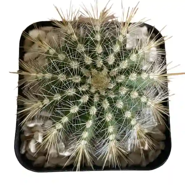 Parodia Magnifica - Cactus