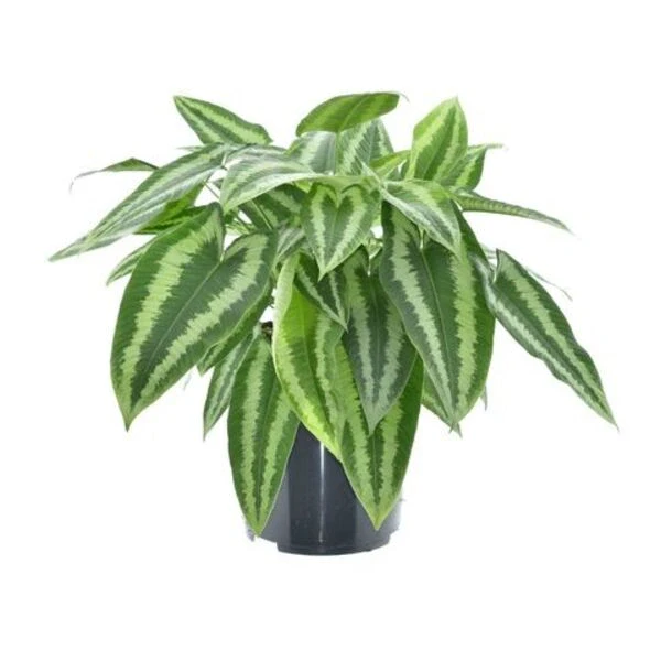 Schismatoglottis Wallichii