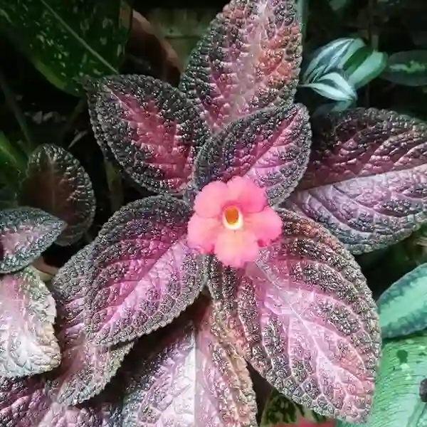 Episcia Malayan Gem