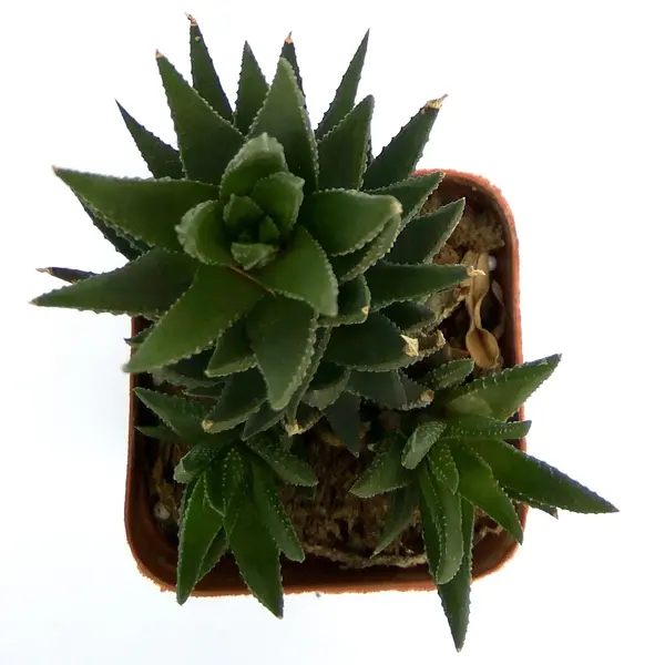 Haworthia Reinwardtii Zebra Wart Plants