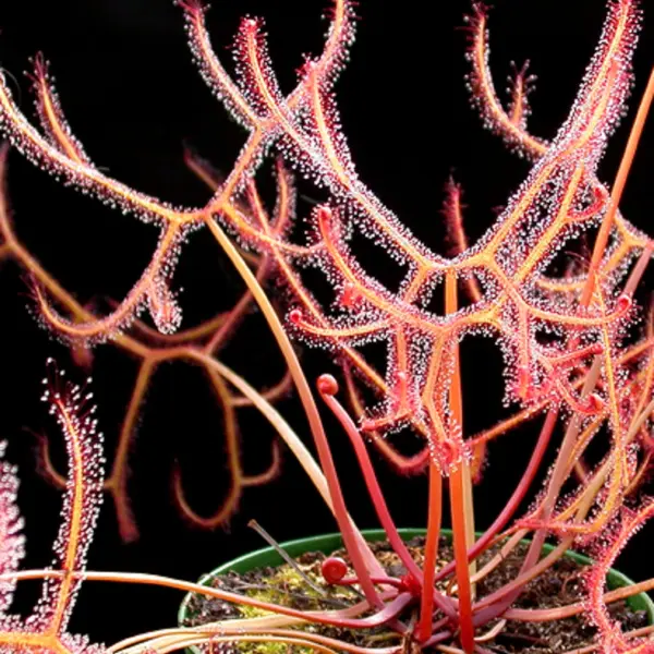 Drosera Binata Multifida