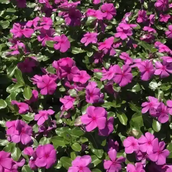Dark Pink Vinca Plant