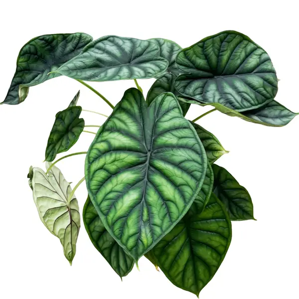 Alocasia Baginda Dragon Scale