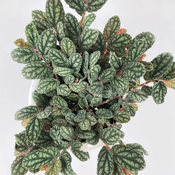 Trailing Watermelon Begonia