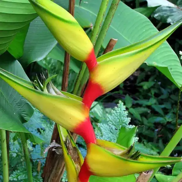 Heliconia Nappi Yellow