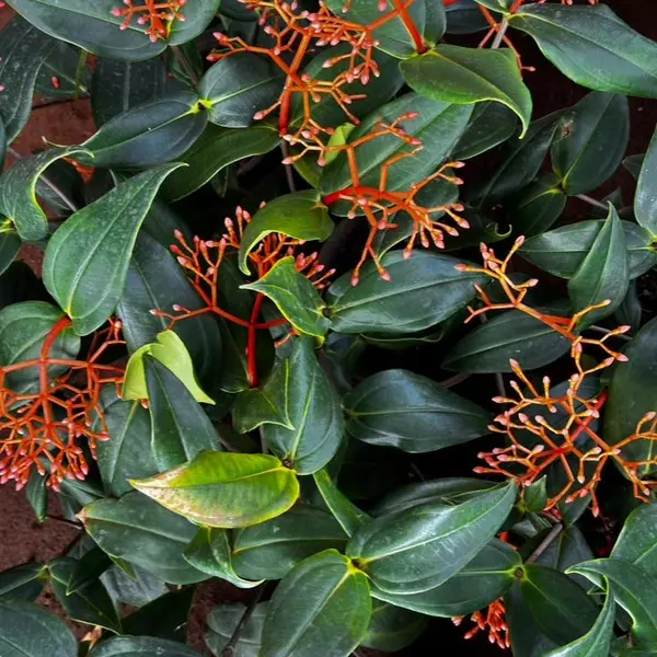 Medinilla scortechini