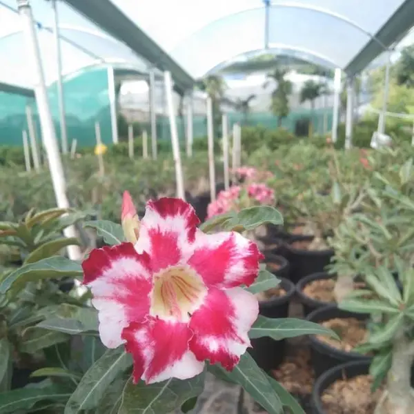 Adenium Plant-86