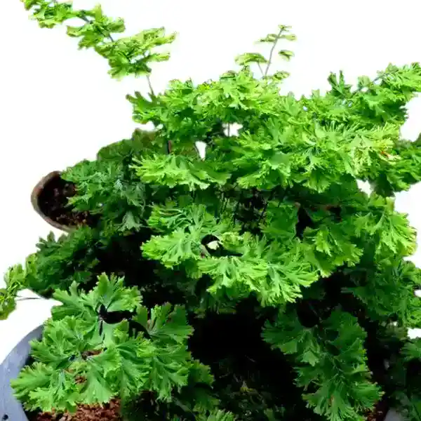 Adiantum Sp