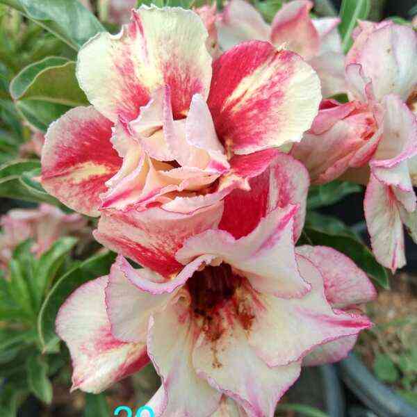 Adenium plant 29