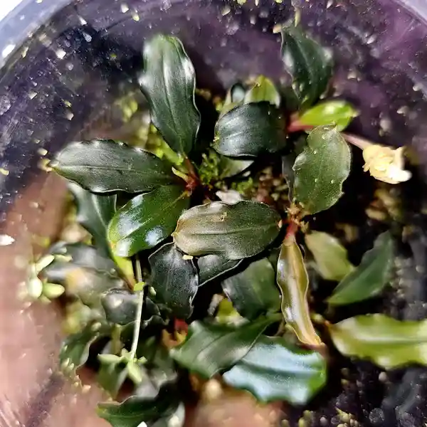 Bucephalandra Mini Phantom