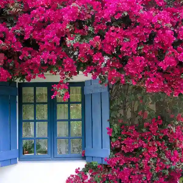 Bougainvillea Purple Queen Plant