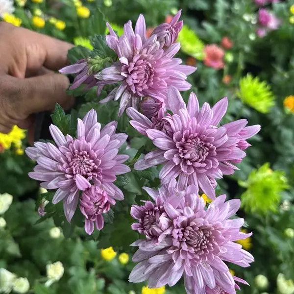Chrysanthemum violet (Jamanthi)