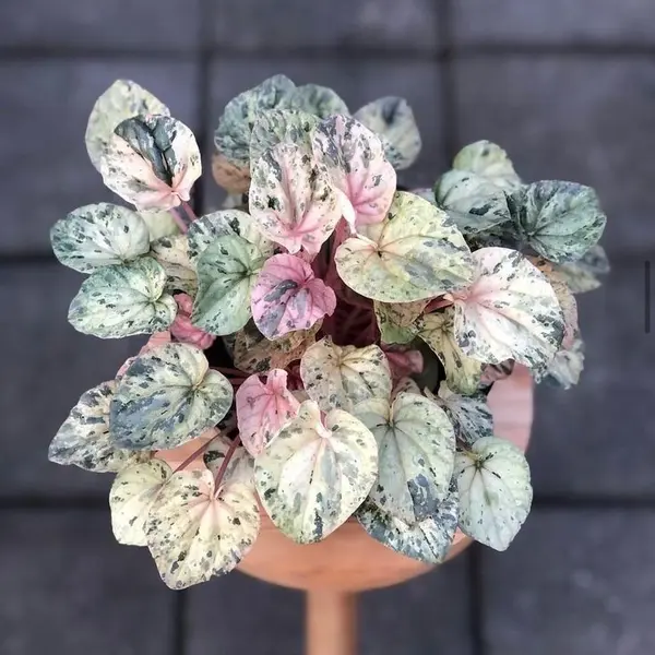 Peperomia Pink Lady