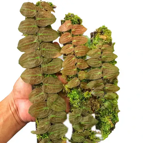 Pothos Barberianus scott