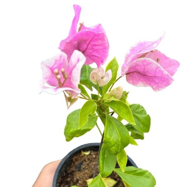 Bougainvillea 'Miss World'